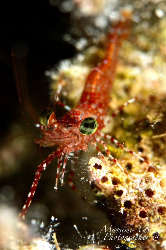 shrimp