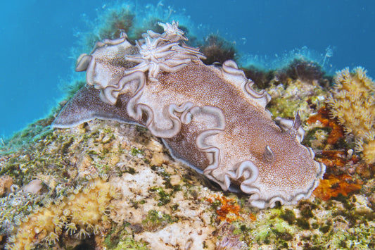 nudibranch