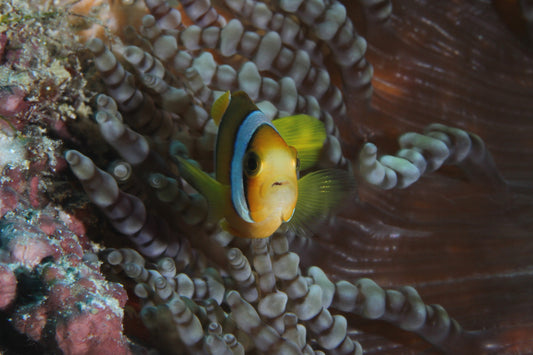 clown fish
