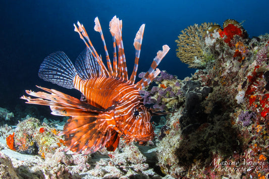 lion fish