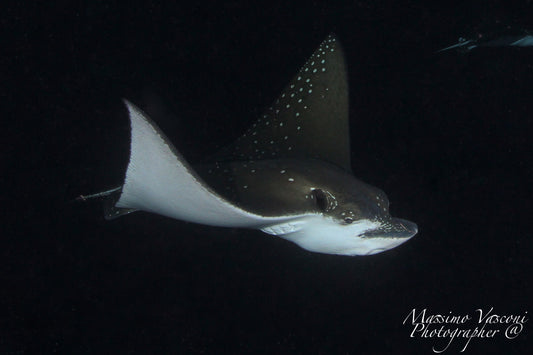 eagle ray