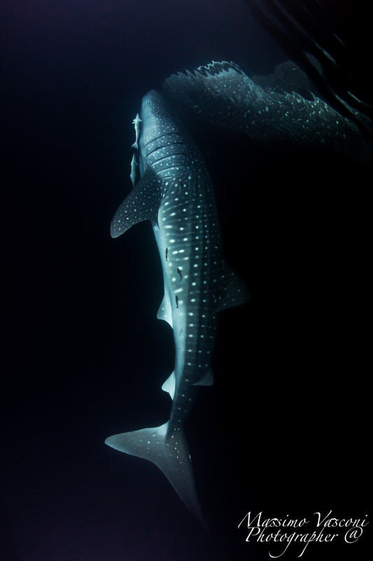 shark whale