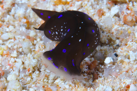 nudibranc hammerhead