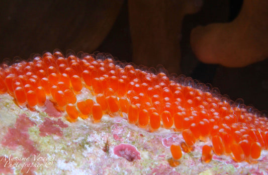 clown fish eggs