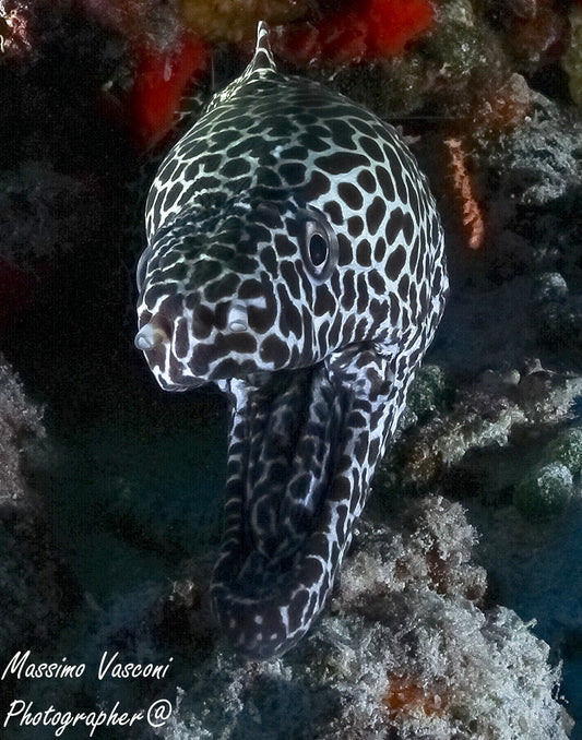 murena