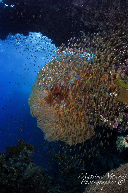 gorgonia with glass fish