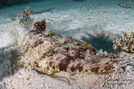 crocodile fish