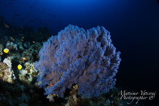gorgonia