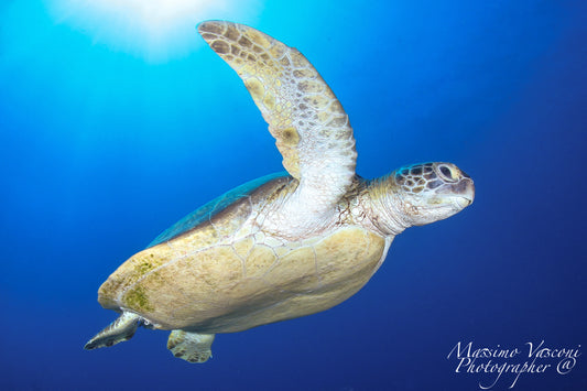 turtle