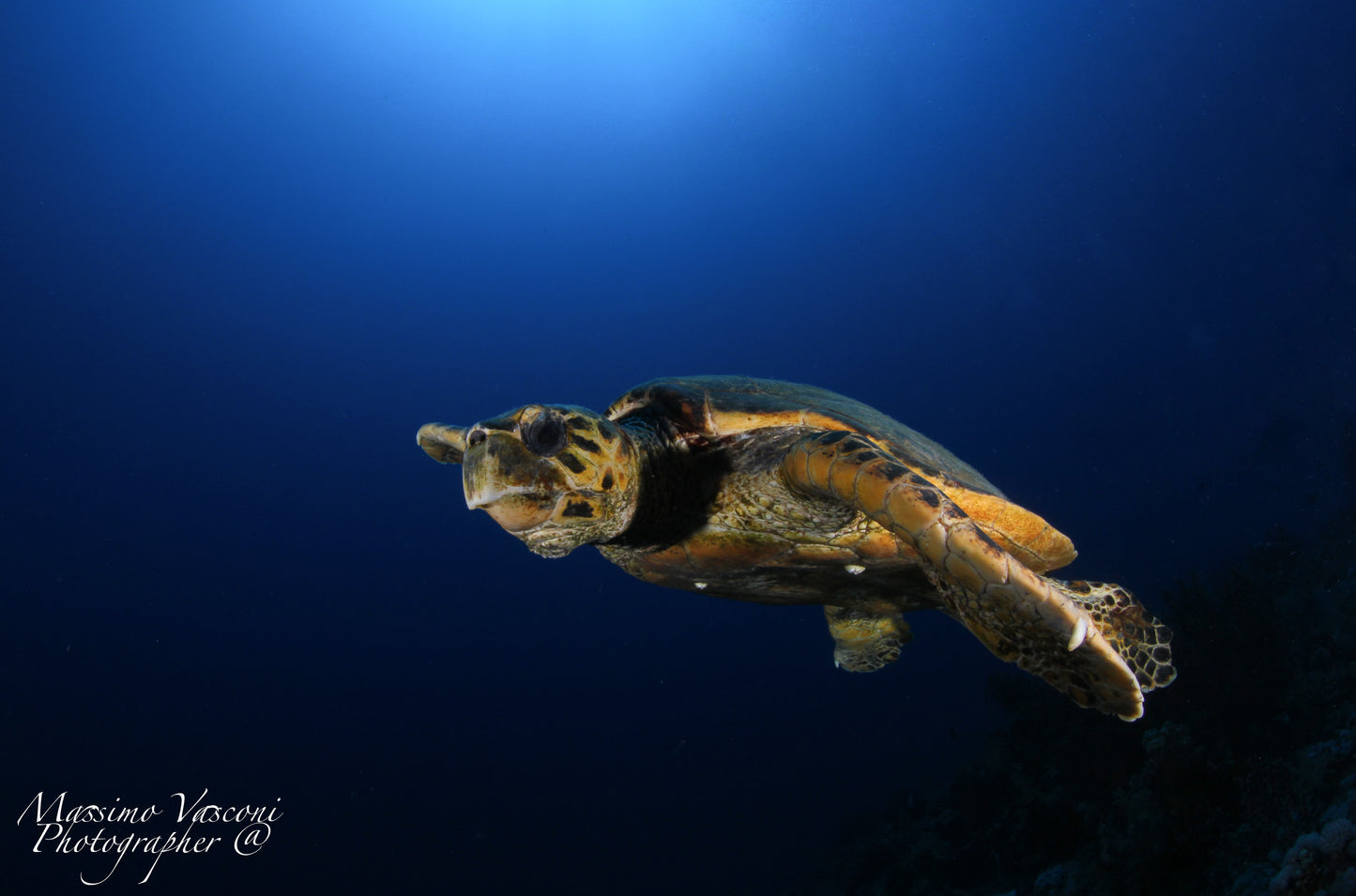 turtle