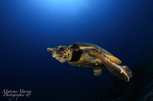 turtle