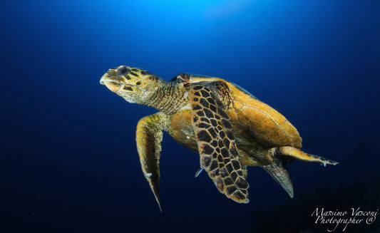 turtle