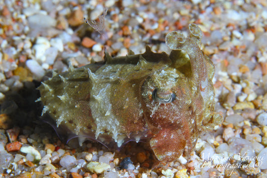 cuttlefish with shrimp