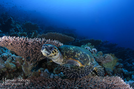 turtle