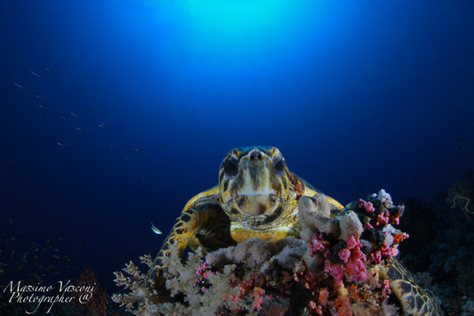 turtle