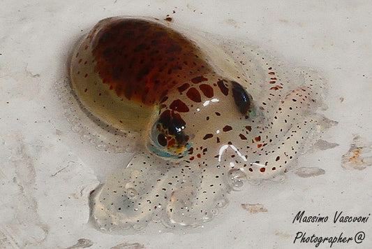 cuttlefish baby