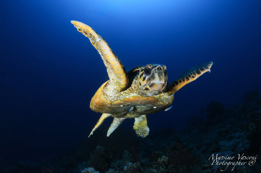 turtle