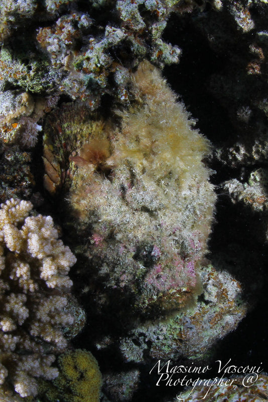 stone fish