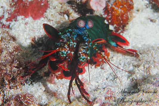 Odontodactylus scyllarus