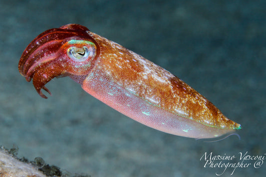 cuttlefish