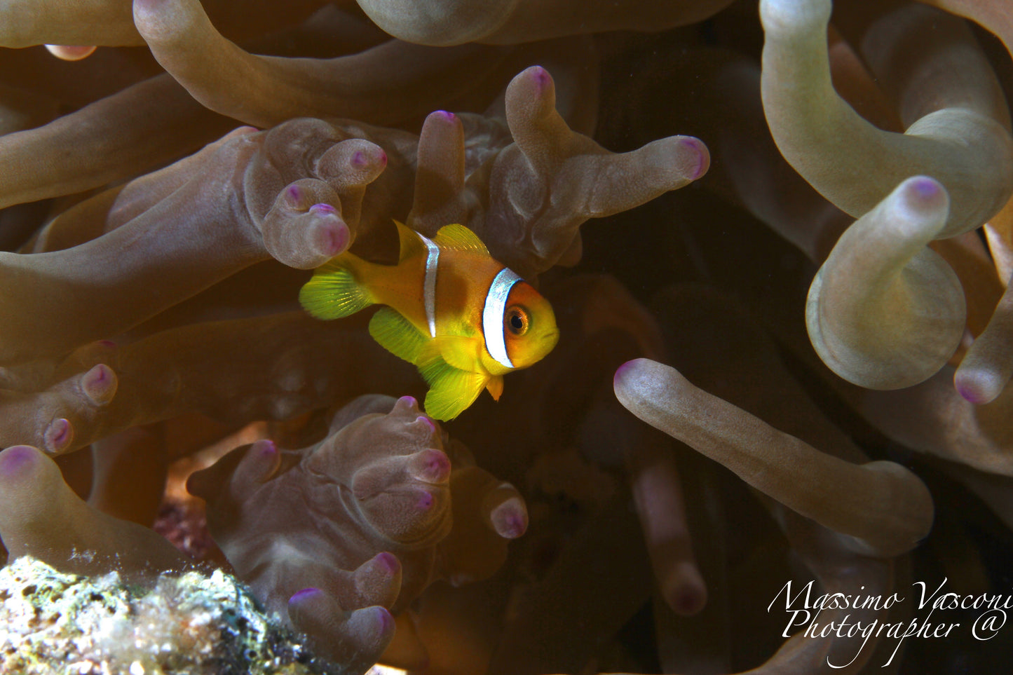 clown fish