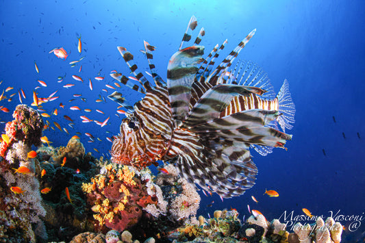 lion fish