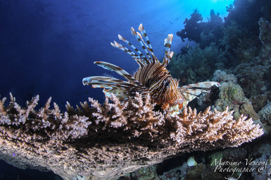 lion fish