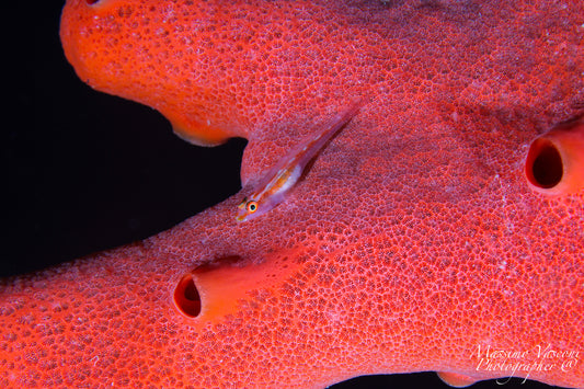 red sponge