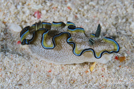 nudibranch