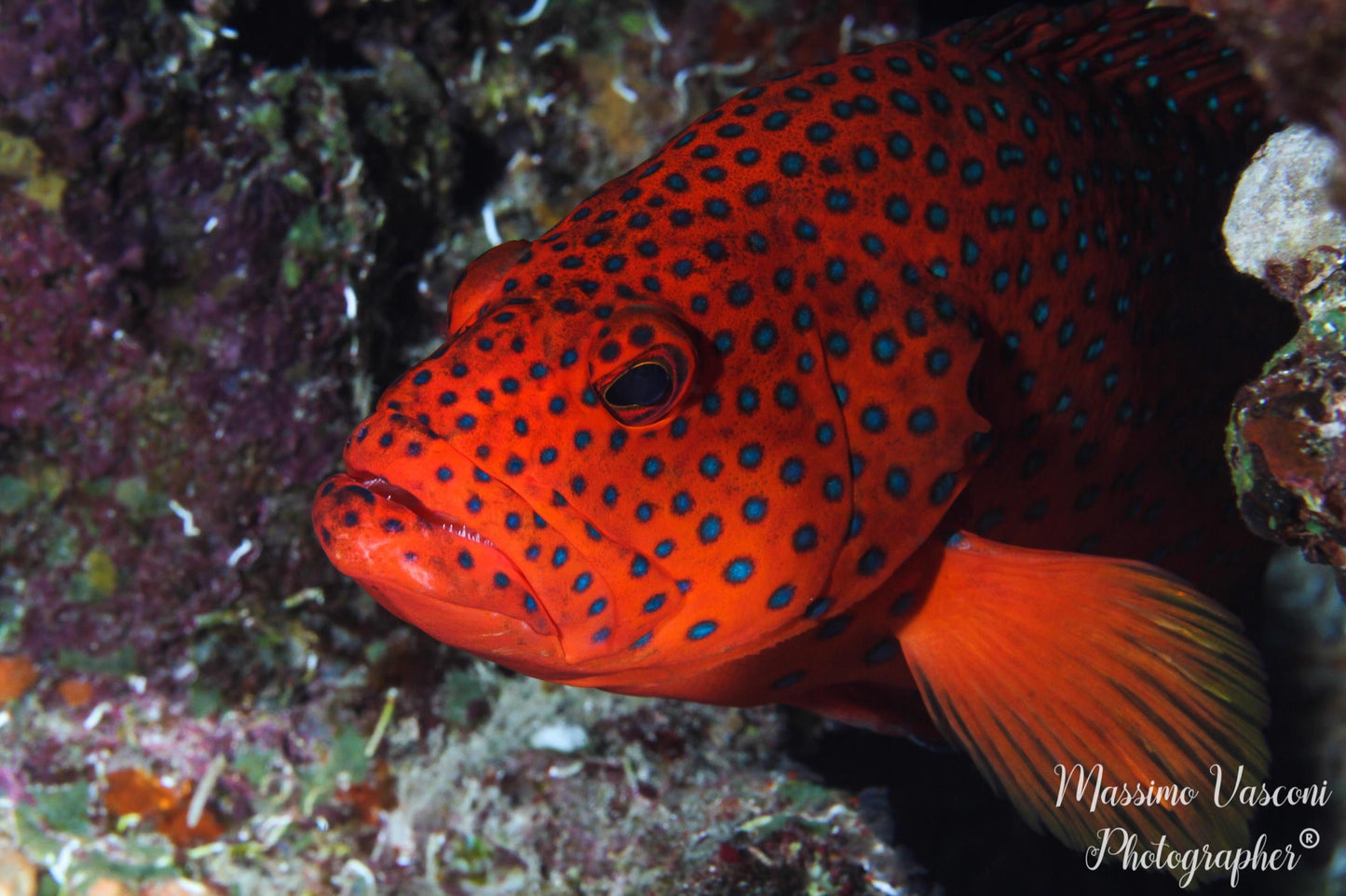 grouper fish