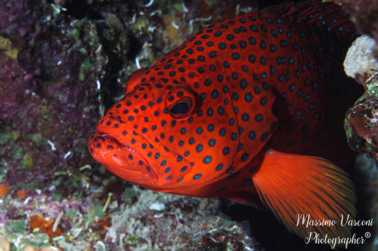 grouper fish