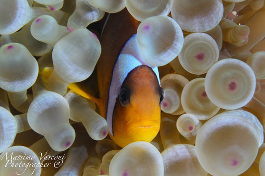 clown fish