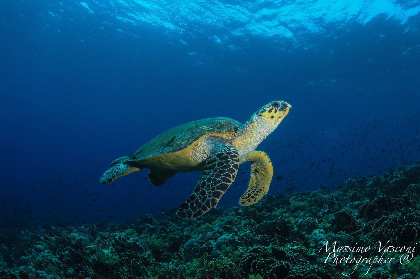 turtle
