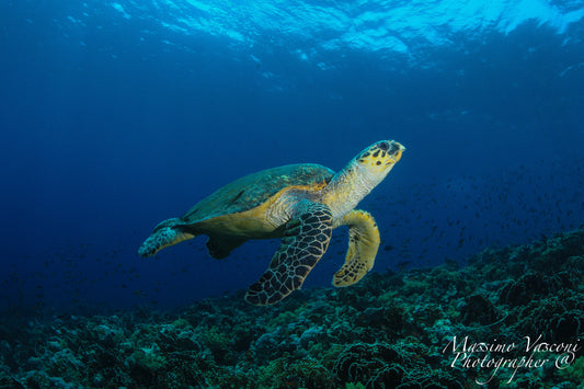 turtle