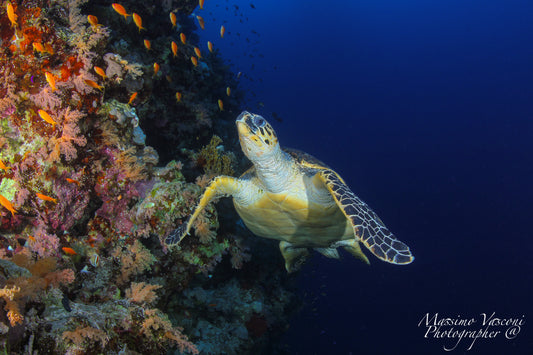 turtle