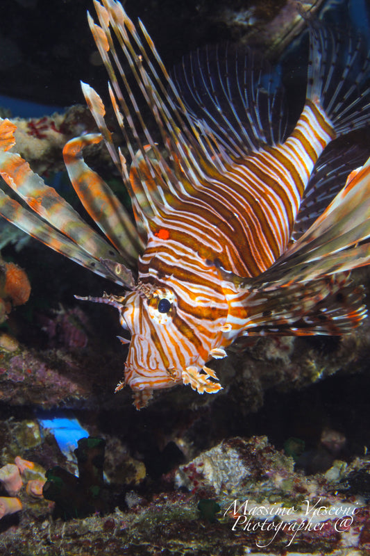 lion fish