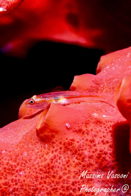 red sponge