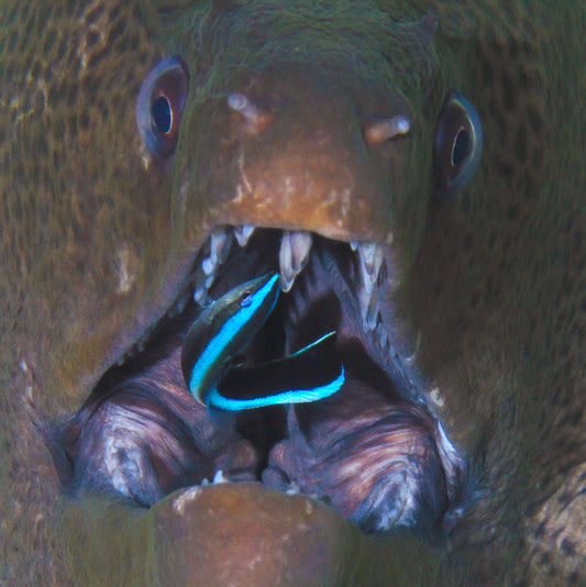 murena