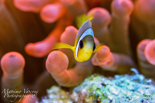 clown fish in red anemon
