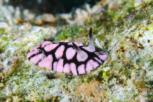nudibranch
