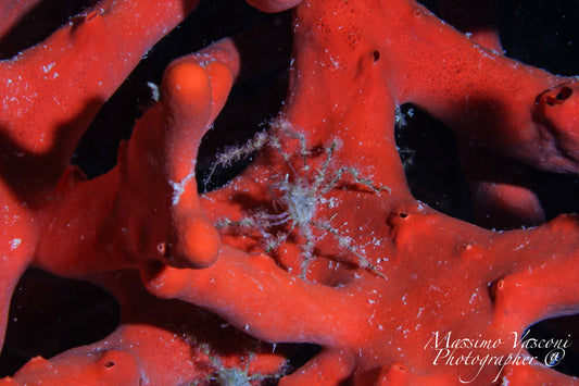 red sponge ghost crab