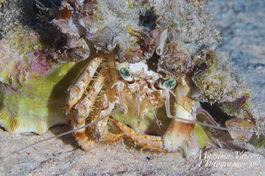 hermit crab
