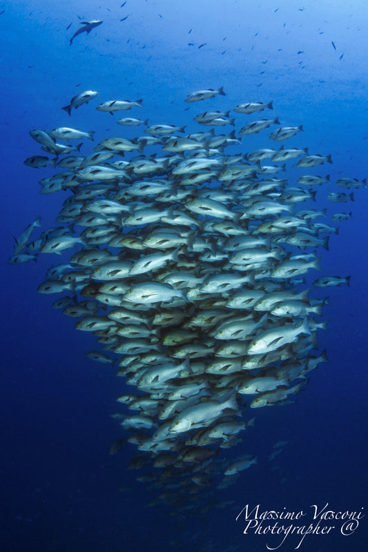 red snapper