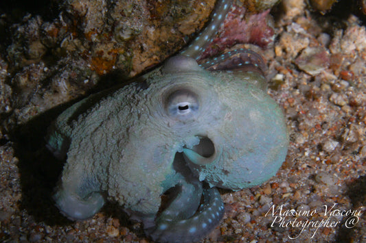 octopus