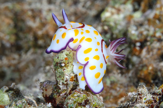 nudibranch