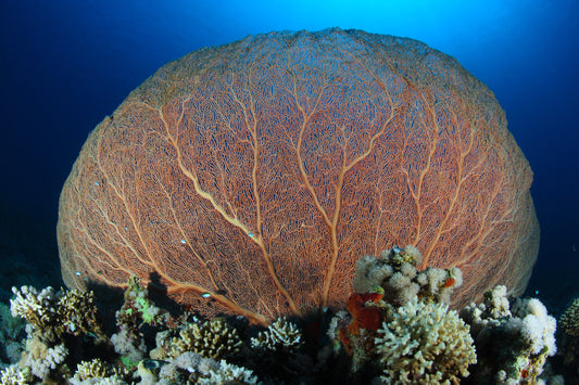 gorgonia