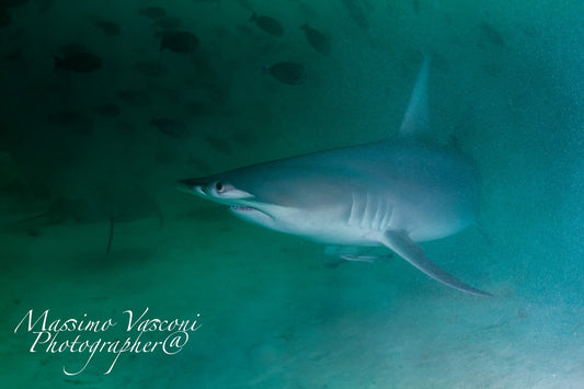 shark hammerhead