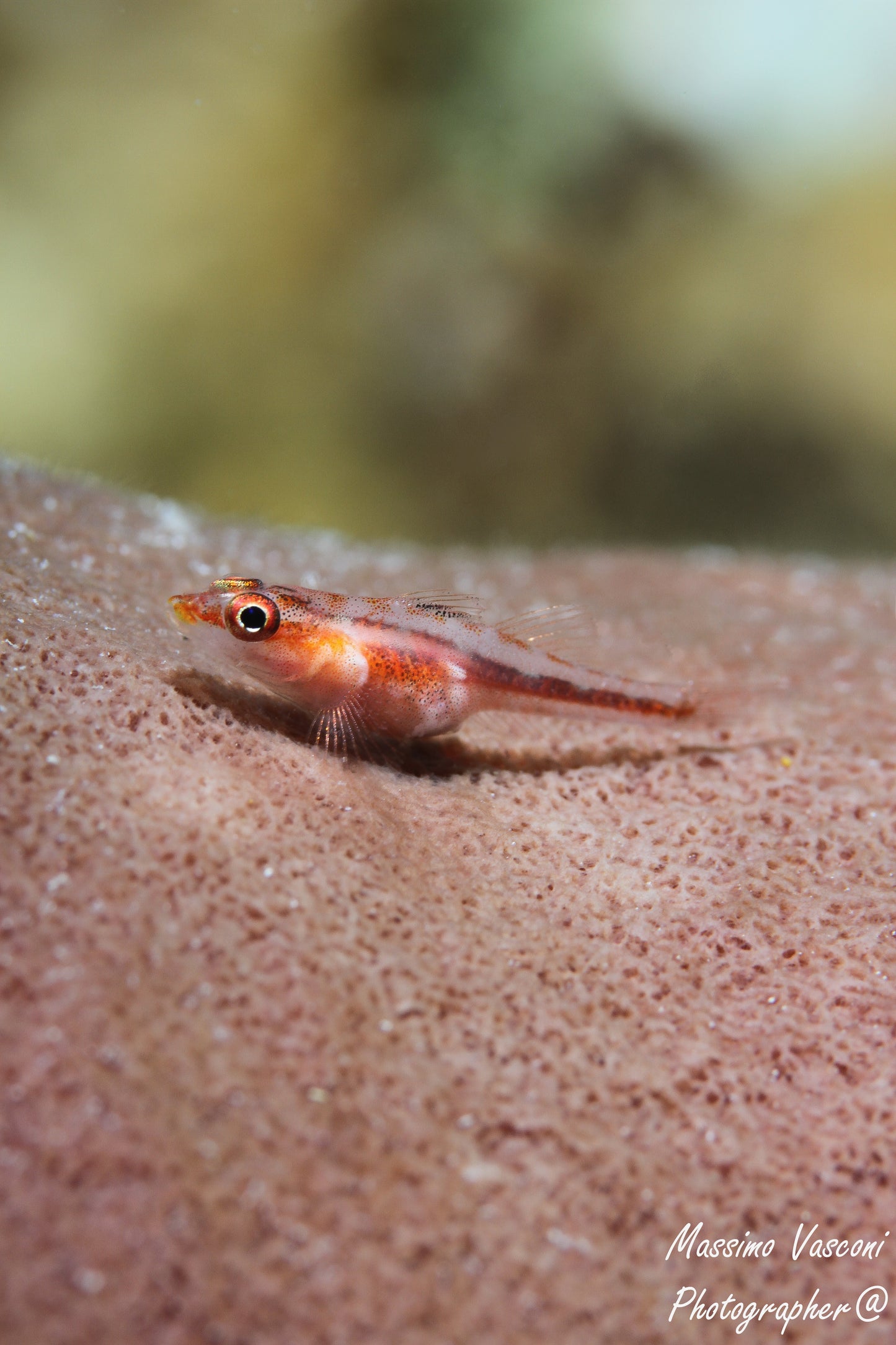 small fish with eggs