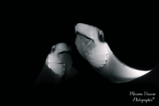 Manta