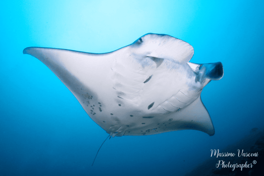 Manta